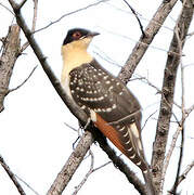 Great Spotted Cuckoo