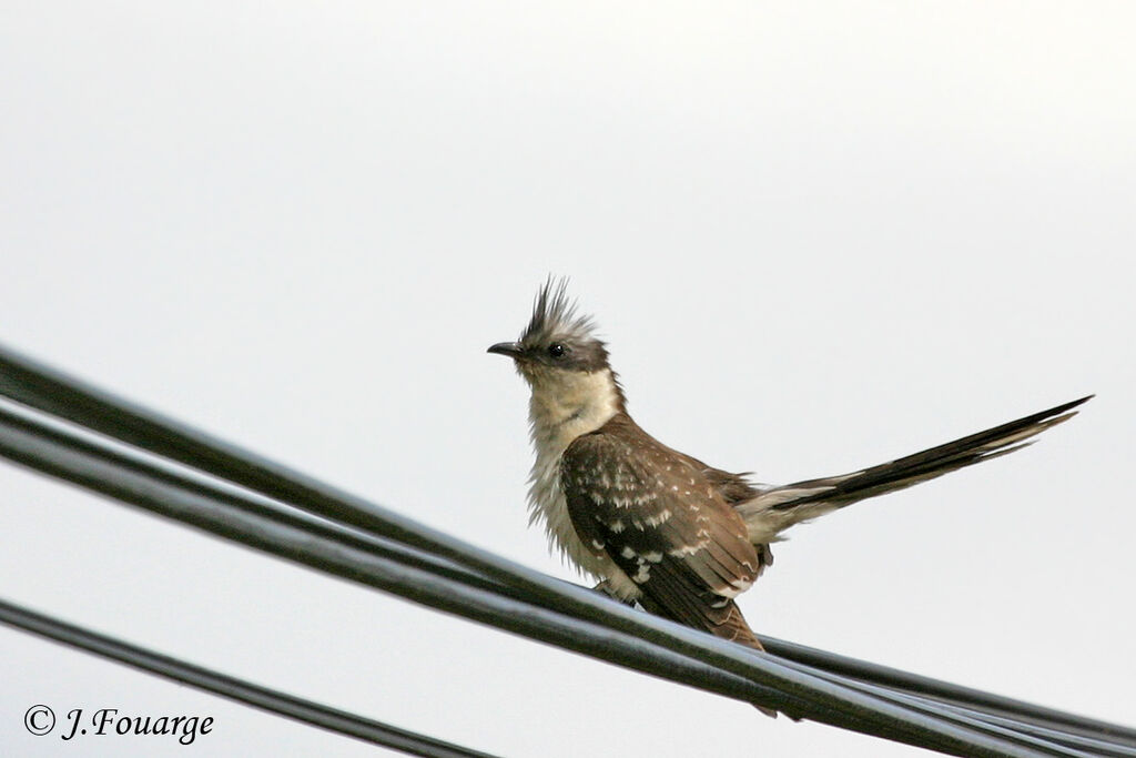 Great Spotted Cuckooadult, identification