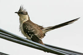 Great Spotted Cuckoo