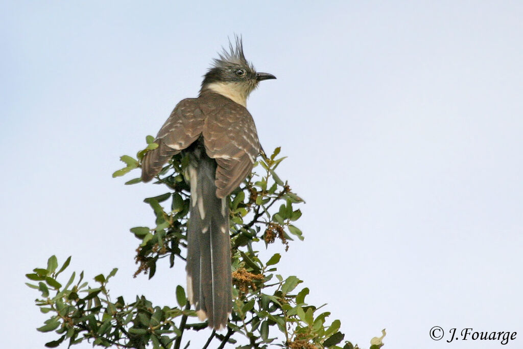 Great Spotted Cuckooadult, identification