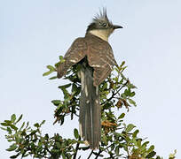 Great Spotted Cuckoo