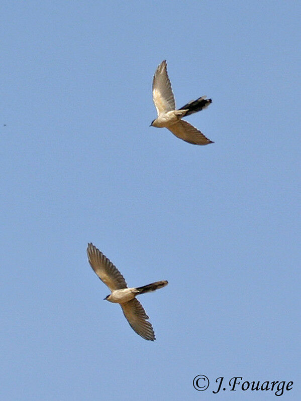 Great Spotted Cuckooadult, Flight