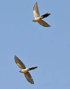 Great Spotted Cuckoo