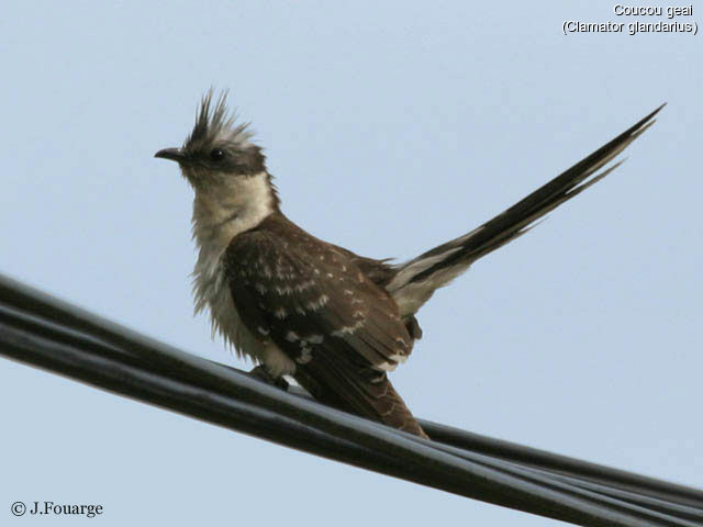 Great Spotted Cuckoo