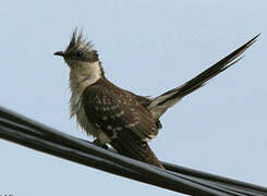 Great Spotted Cuckoo