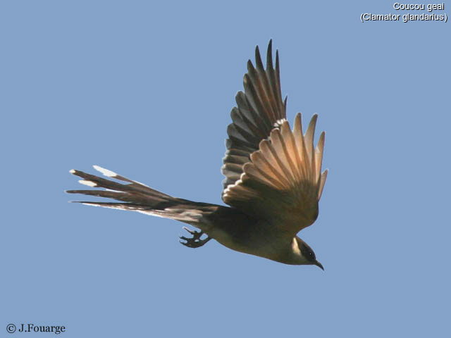 Great Spotted Cuckoo