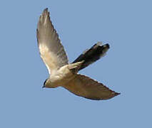 Great Spotted Cuckoo