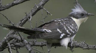 Great Spotted Cuckoo