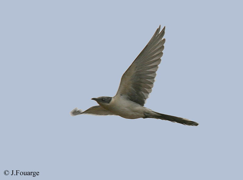 Great Spotted Cuckoo