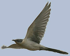 Great Spotted Cuckoo