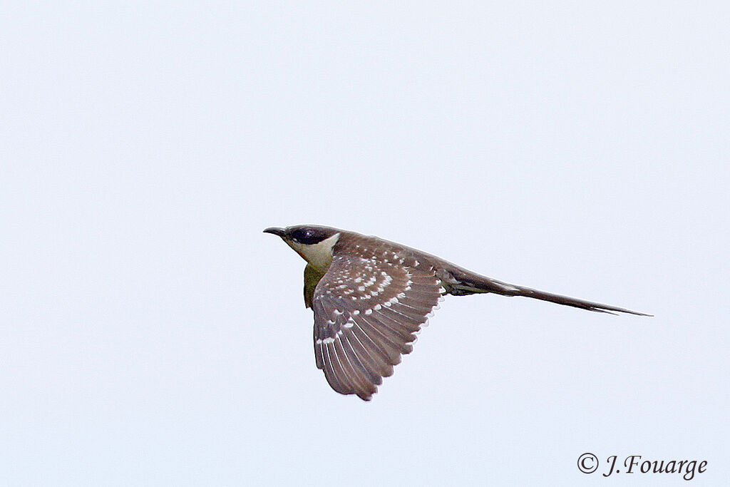 Great Spotted Cuckoo