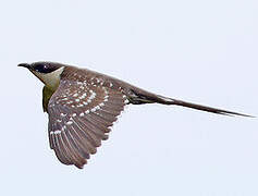 Great Spotted Cuckoo