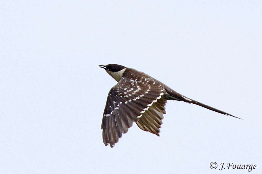 Great Spotted Cuckoo