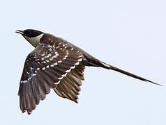 Great Spotted Cuckoo