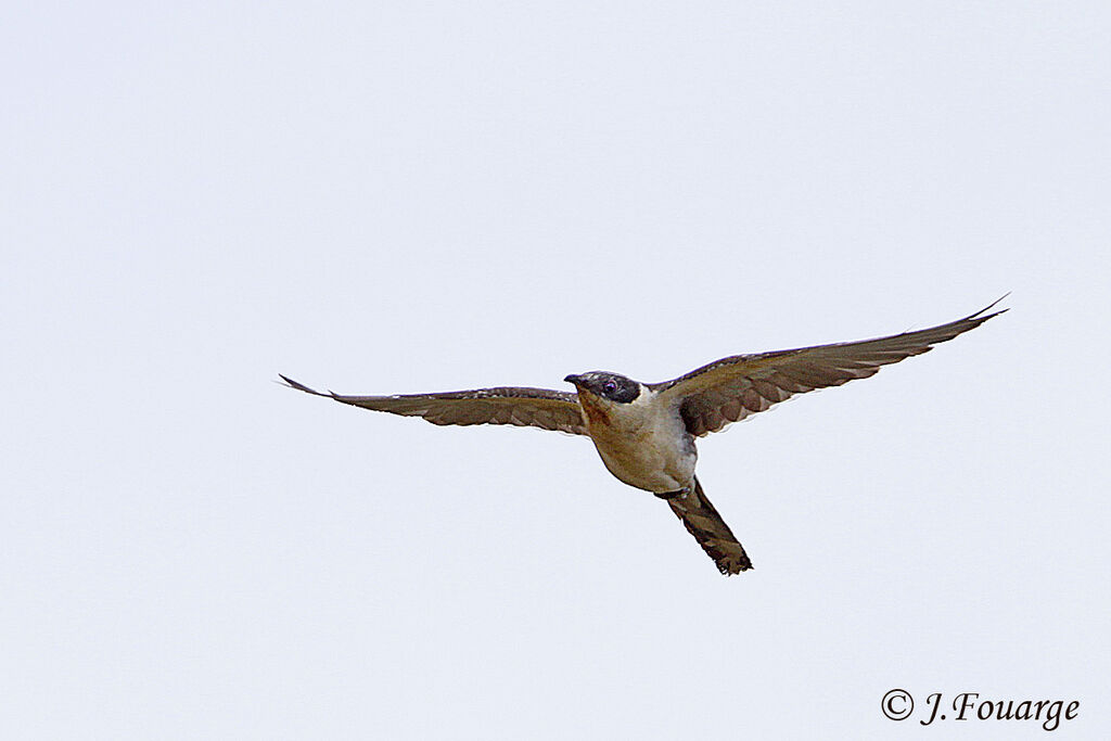 Great Spotted Cuckoo