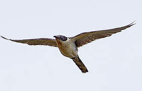 Great Spotted Cuckoo