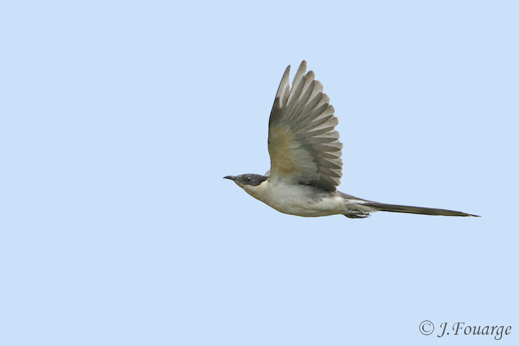 Great Spotted Cuckooadult, Flight