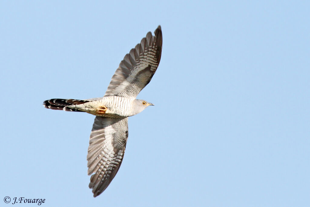 Common Cuckooadult, Flight