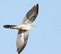 Common Cuckoo