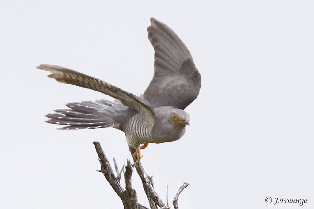 Common Cuckoo