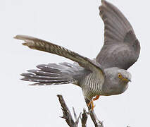 Common Cuckoo