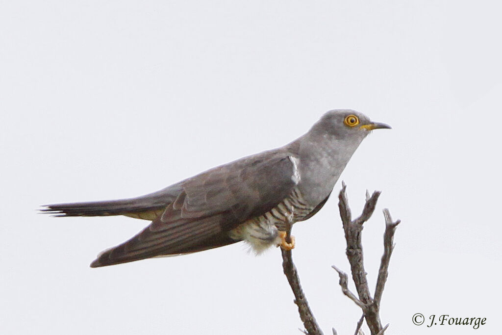 Common Cuckooadult