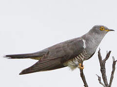 Common Cuckoo