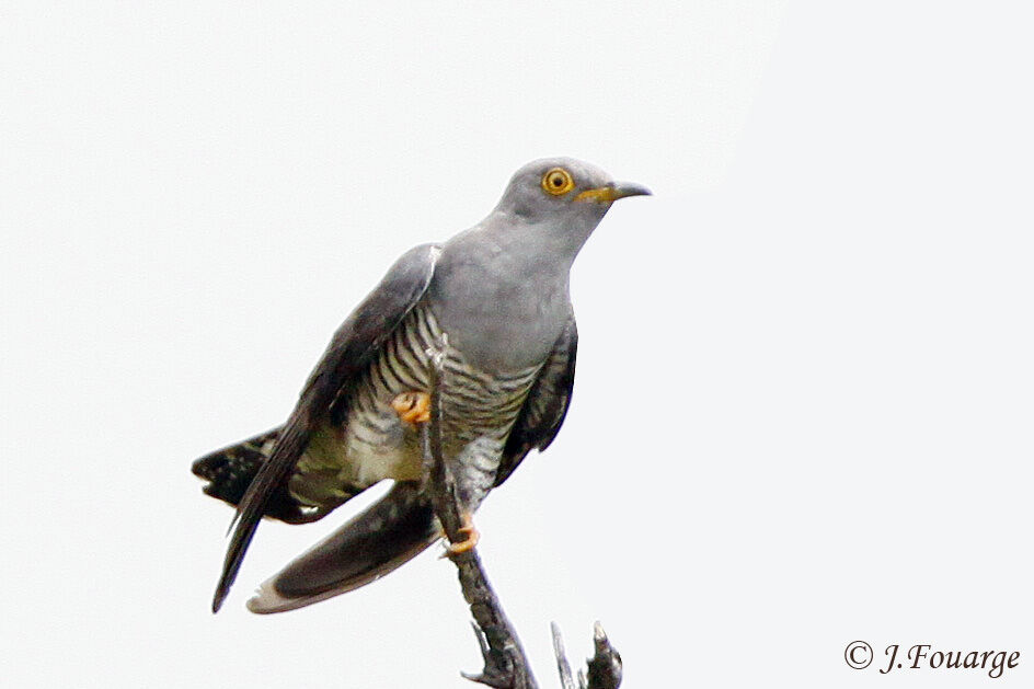 Common Cuckooadult