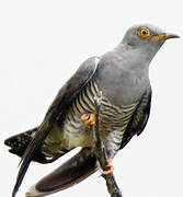 Common Cuckoo