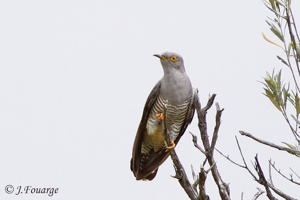 Common Cuckooadult