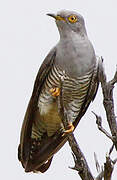 Common Cuckoo