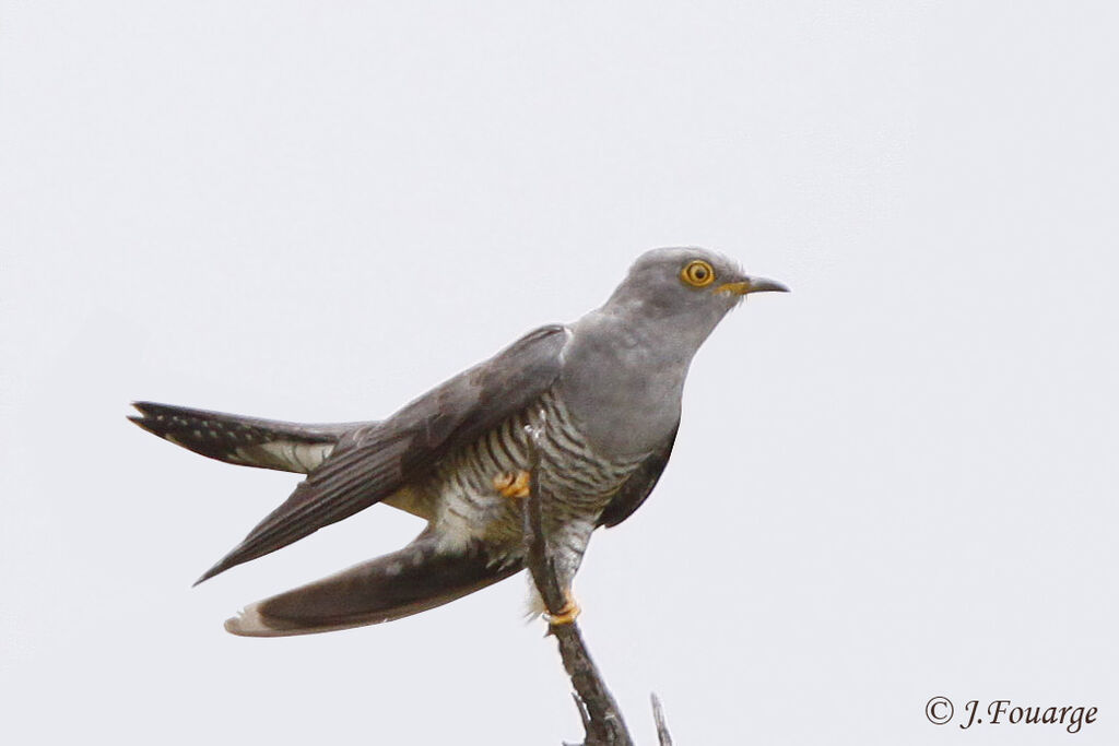 Common Cuckooadult