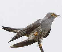 Common Cuckoo