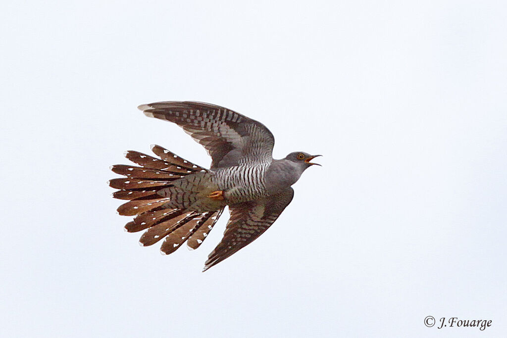 Common Cuckooadult, Flight