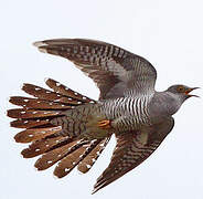 Common Cuckoo