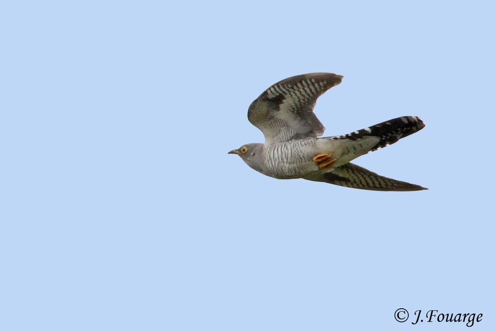 Common Cuckooadult, Flight