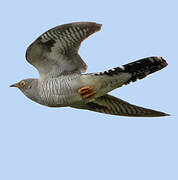 Common Cuckoo