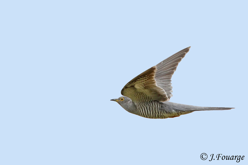 Common Cuckooadult, Flight