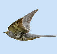 Common Cuckoo