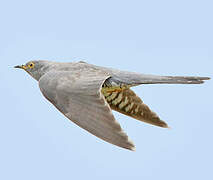 Common Cuckoo