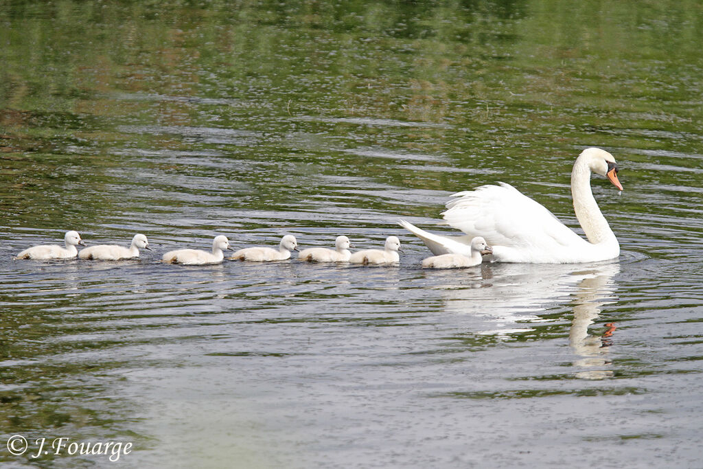 Mute Swan