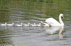 Cygne tuberculé