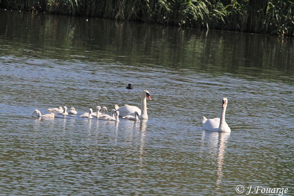 Cygne tuberculé juvénile, identification, Nidification