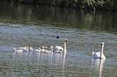 Cygne tuberculé