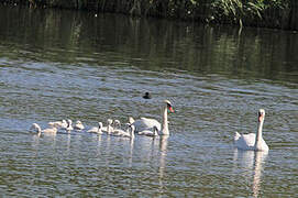 Mute Swan