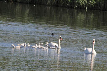 Cygne tuberculé