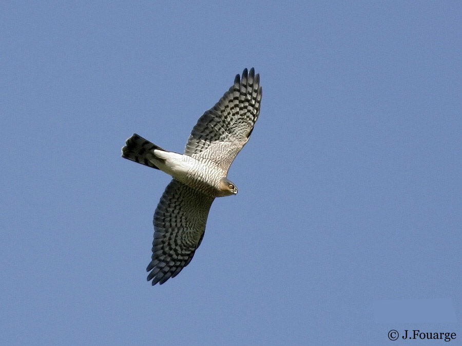 Eurasian Sparrowhawk