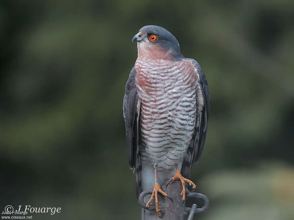 Épervier d'Europe mâle adulte, identification