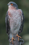 Eurasian Sparrowhawk