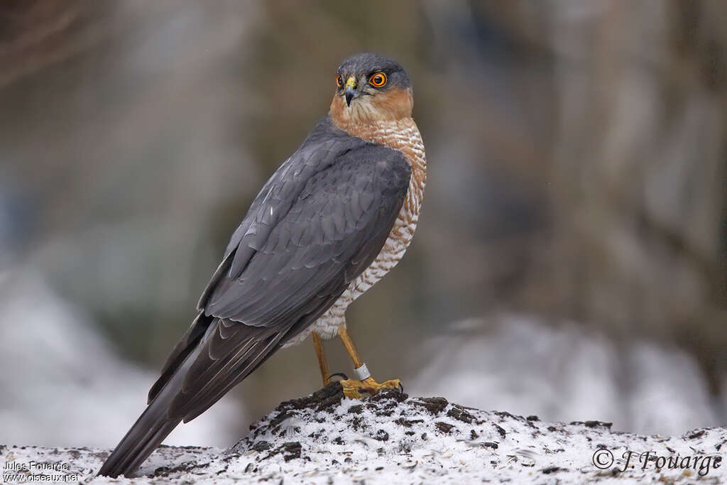 Eurasian Sparrowhawk male adult, identification
